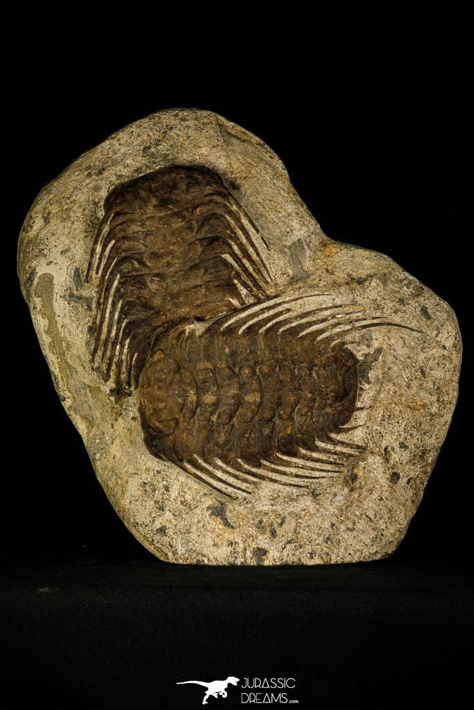 30428 - Top Association 2 Selenopeltis macrophtalma Upper Ordovician Trilobites