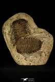 30428 - Top Association 2 Selenopeltis macrophtalma Upper Ordovician Trilobites