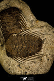 30428 - Top Association 2 Selenopeltis macrophtalma Upper Ordovician Trilobites