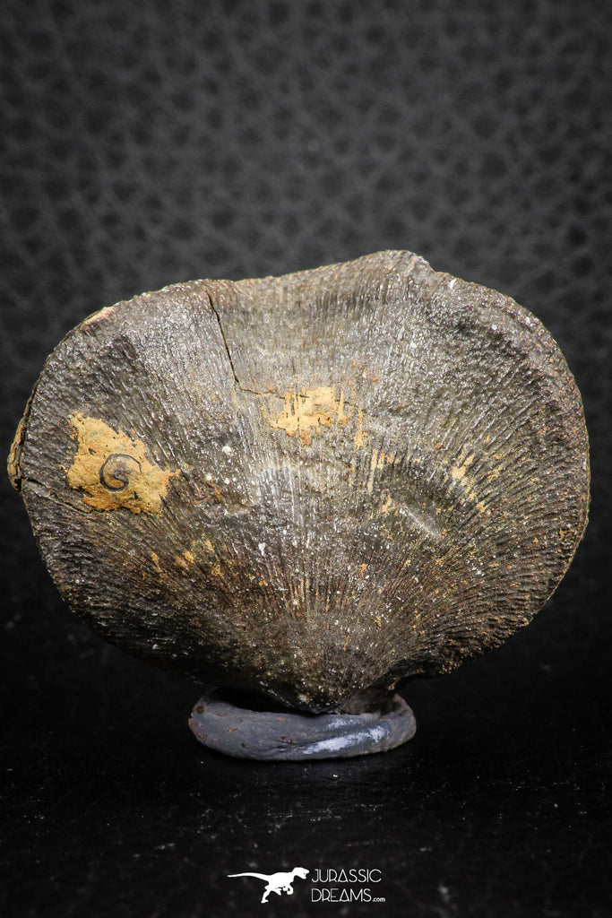 07291 - Top Beautiful 1.68 Inch Schizophoria Middle Devonian Brachiopod