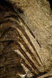 30428 - Top Association 2 Selenopeltis macrophtalma Upper Ordovician Trilobites