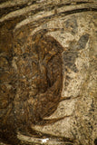30428 - Top Association 2 Selenopeltis macrophtalma Upper Ordovician Trilobites