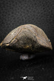 07291 - Top Beautiful 1.68 Inch Schizophoria Middle Devonian Brachiopod