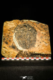 30429 - Top Rare Huge 4.26 Inch aff. Psedosaukianda lata Early Cambrian Redlichiid Trilobite