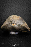 07291 - Top Beautiful 1.68 Inch Schizophoria Middle Devonian Brachiopod