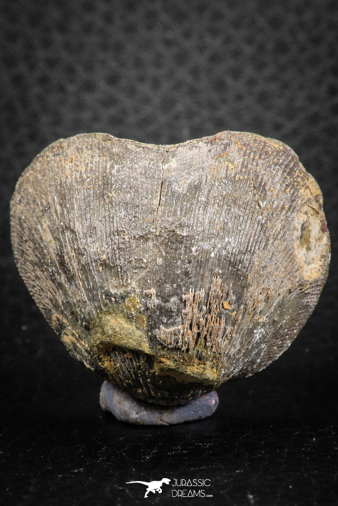 07292 - Great 1.51 Inch Schizophoria Middle Devonian Brachiopod