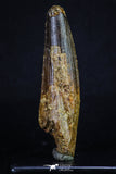 20156 - Nicely Preserved 3.43 Inch Spinosaurus Dinosaur Tooth Cretaceous