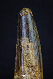 20156 - Nicely Preserved 3.43 Inch Spinosaurus Dinosaur Tooth Cretaceous