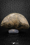 07292 - Great 1.51 Inch Schizophoria Middle Devonian Brachiopod