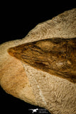 30430- Museum Grade 13.41 Inch Goulmimichthys arambourgi 3D Fossil Fish + 2 Ammonites - Upper Cretaceous Morocco