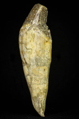 21020 - Extremely Rare 5.34 Inch Pappocetus lugardi (Whale Ancestor) Incisor Rooted Tooth