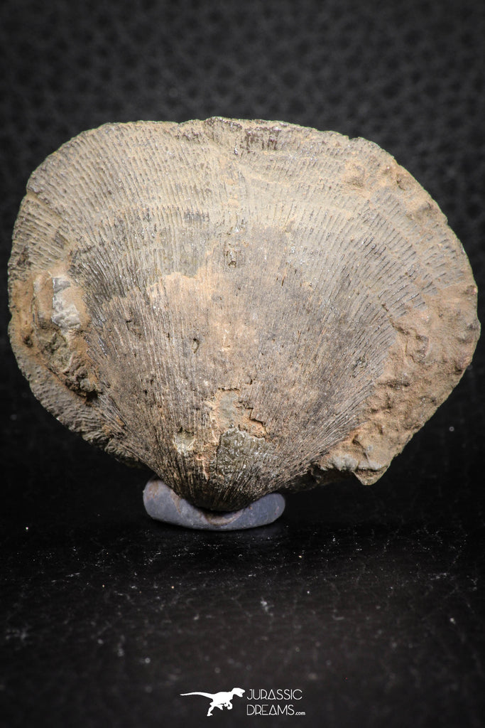 07293 - Beautiful 1.96 Inch Gruenewaldtia Middle Devonian Brachiopod