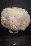 07293 - Beautiful 1.96 Inch Gruenewaldtia Middle Devonian Brachiopod