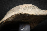 07293 - Beautiful 1.96 Inch Gruenewaldtia Middle Devonian Brachiopod