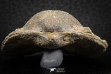 07293 - Beautiful 1.96 Inch Gruenewaldtia Middle Devonian Brachiopod