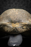 07293 - Beautiful 1.96 Inch Gruenewaldtia Middle Devonian Brachiopod