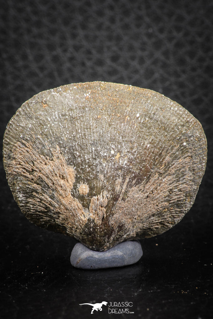 07294 - Nice 1.54 Inch Schizophoria Middle Devonian Brachiopod