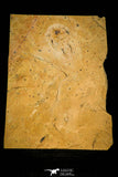 30431 - Top Quality Association of 2 Albertella helena Middle Cambrian Trilobites - Nevada, USA