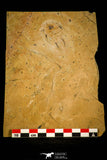30431 - Top Quality Association of 2 Albertella helena Middle Cambrian Trilobites - Nevada, USA