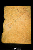30431 - Top Quality Association of 2 Albertella helena Middle Cambrian Trilobites - Nevada, USA