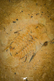 30431 - Top Quality Association of 2 Albertella helena Middle Cambrian Trilobites - Nevada, USA