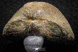 07294 - Nice 1.54 Inch Schizophoria Middle Devonian Brachiopod