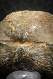 07294 - Nice 1.54 Inch Schizophoria Middle Devonian Brachiopod
