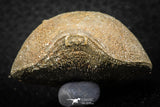 07294 - Nice 1.54 Inch Schizophoria Middle Devonian Brachiopod