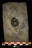 30432 - Top Rare 1.53 Inch Kootenia randolphi Middle Cambrian Trilobite - Utah USA