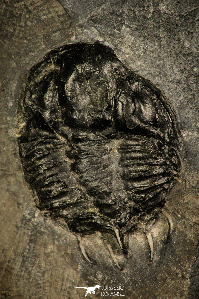 30432 - Top Rare 1.53 Inch Kootenia randolphi Middle Cambrian Trilobite - Utah USA
