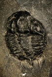 30432 - Top Rare 1.53 Inch Kootenia randolphi Middle Cambrian Trilobite - Utah USA