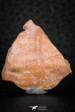 07295 - Nice 1.21 Inch Calceola sandalina Middle Devonian Horn Coral