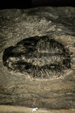 30432 - Top Rare 1.53 Inch Kootenia randolphi Middle Cambrian Trilobite - Utah USA