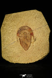 30433 - Top Rare Harpides sp Lower Ordovician Trilobite Fezouata Fm