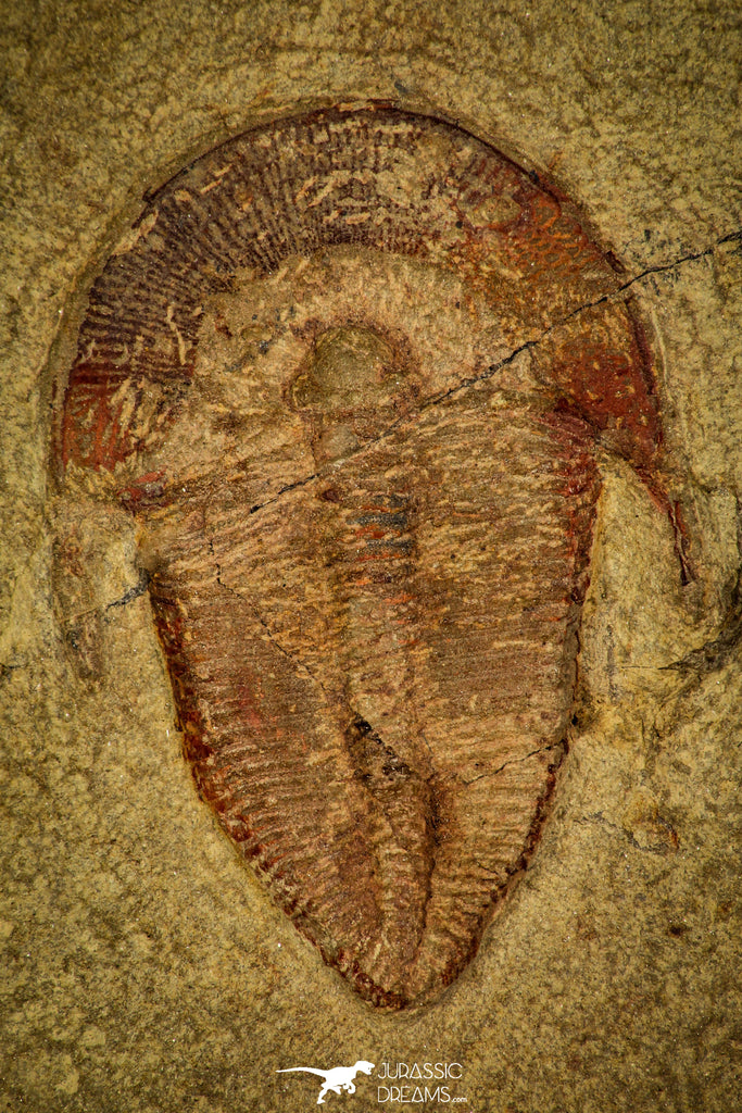 30433 - Top Rare Harpides sp Lower Ordovician Trilobite Fezouata Fm
