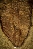 30433 - Top Rare Harpides sp Lower Ordovician Trilobite Fezouata Fm