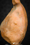 07295 - Nice 1.21 Inch Calceola sandalina Middle Devonian Horn Coral