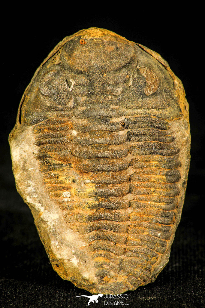 30434 - Top Rare 1.80 Inch Positive/Negative Eldredgeia venustus Devonian Trilobite - Bolivia