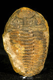 30434 - Top Rare 1.80 Inch Positive/Negative Eldredgeia venustus Devonian Trilobite - Bolivia