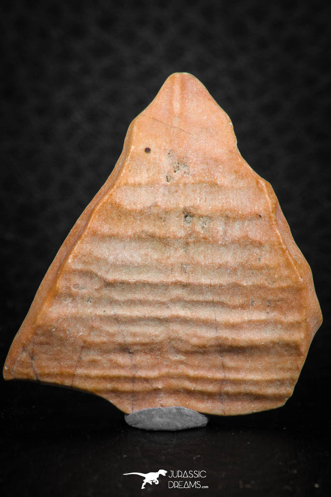 07297 - Great 1.31 Inch Calceola sandalina Middle Devonian Horn Coral