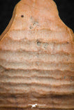 07297 - Great 1.31 Inch Calceola sandalina Middle Devonian Horn Coral