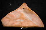 07297 - Great 1.31 Inch Calceola sandalina Middle Devonian Horn Coral