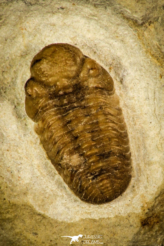 30435 - Top Quality 0.62 Inch Viaphacops bombifrons Lower Devonian Trilobite - Oklahoma USA