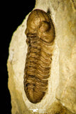30435 - Top Quality 0.62 Inch Viaphacops bombifrons Lower Devonian Trilobite - Oklahoma USA
