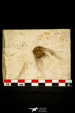 30436 - Top Quality 1.22 Inch Kettneraspis williamsi Lower Devonian Trilobite - Oklahoma, USA