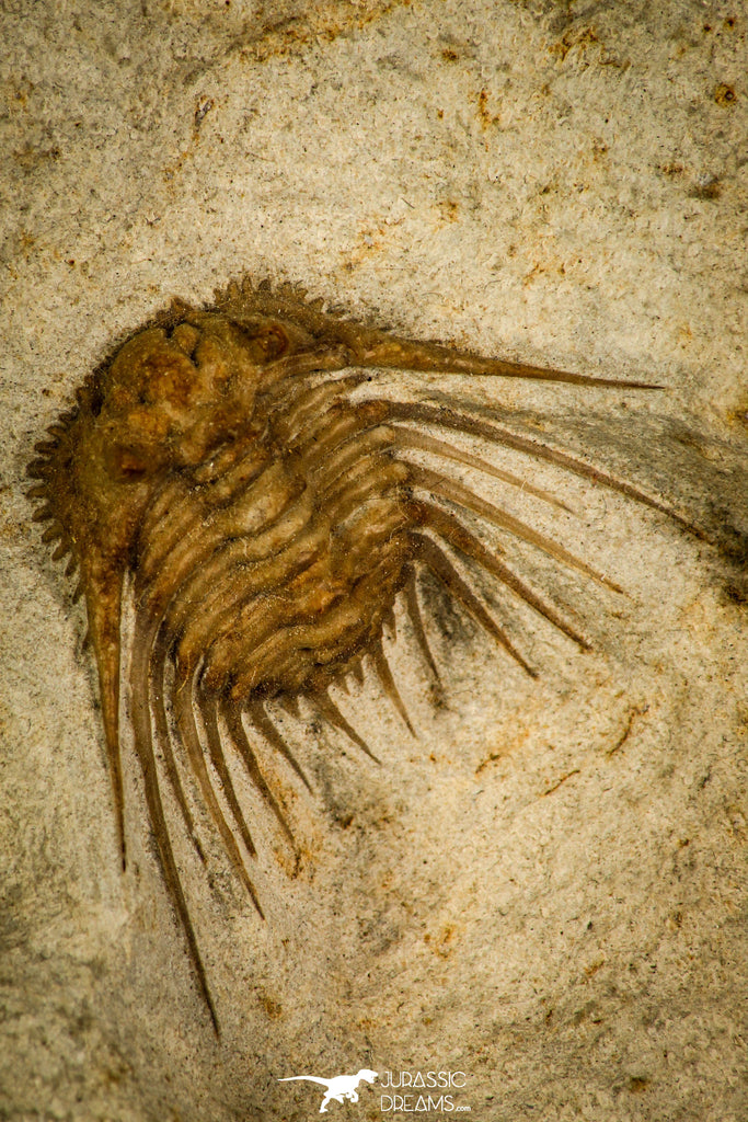 30436 - Top Quality 1.22 Inch Kettneraspis williamsi Lower Devonian Trilobite - Oklahoma, USA
