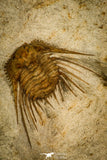 30436 - Top Quality 1.22 Inch Kettneraspis williamsi Lower Devonian Trilobite - Oklahoma, USA