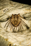 30436 - Top Quality 1.22 Inch Kettneraspis williamsi Lower Devonian Trilobite - Oklahoma, USA