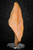07298 - Well Preserved 1.19 Inch Calceola sandalina Middle Devonian Horn Coral