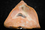 07298 - Well Preserved 1.19 Inch Calceola sandalina Middle Devonian Horn Coral